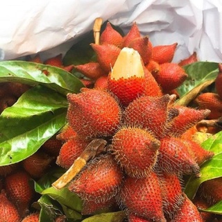 Cây giống mây thái,siêu quả siêu ngon