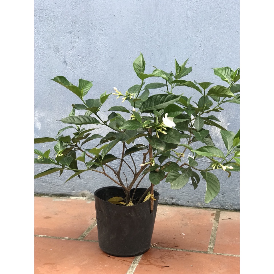 Cây hoa ngọc bút