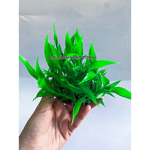 LÚA NHÂN TẠO TRANG TRÍ BỂ CÁ NON BỘ CAO 7CM