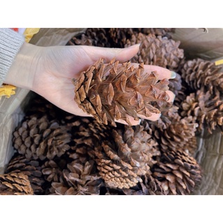 Quả thông trang trí noel