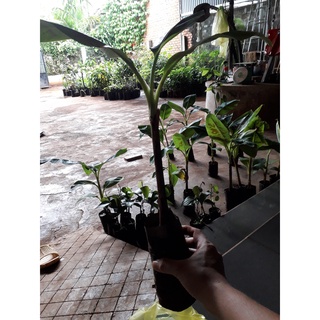 CÂY GIỐNG CHUỐI LABA [ ĐẶC SẢN LÂM ĐỒNG ]