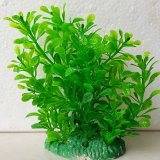 Rong trang trí hồ cá