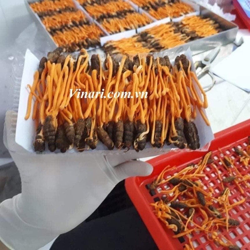 Trà Đông Trùng Hạ Thảo Túi Lọc  TÂN CƯƠNG XANH