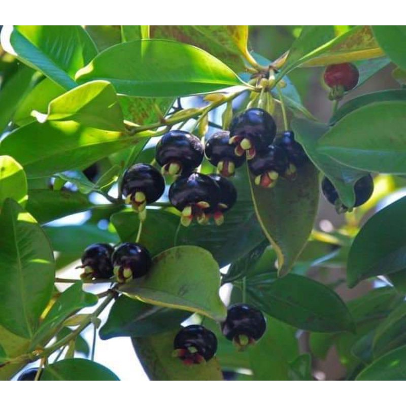 Cây giống cherry Brazil