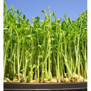 50Gram Hạt Mầm đậu Hà Lan