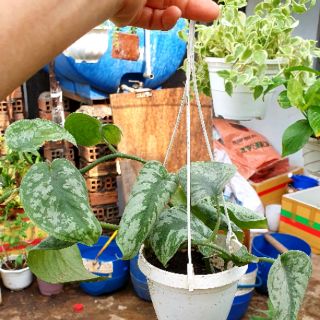 Trầu bà lụa lá lớn (trầu bà Pháp)