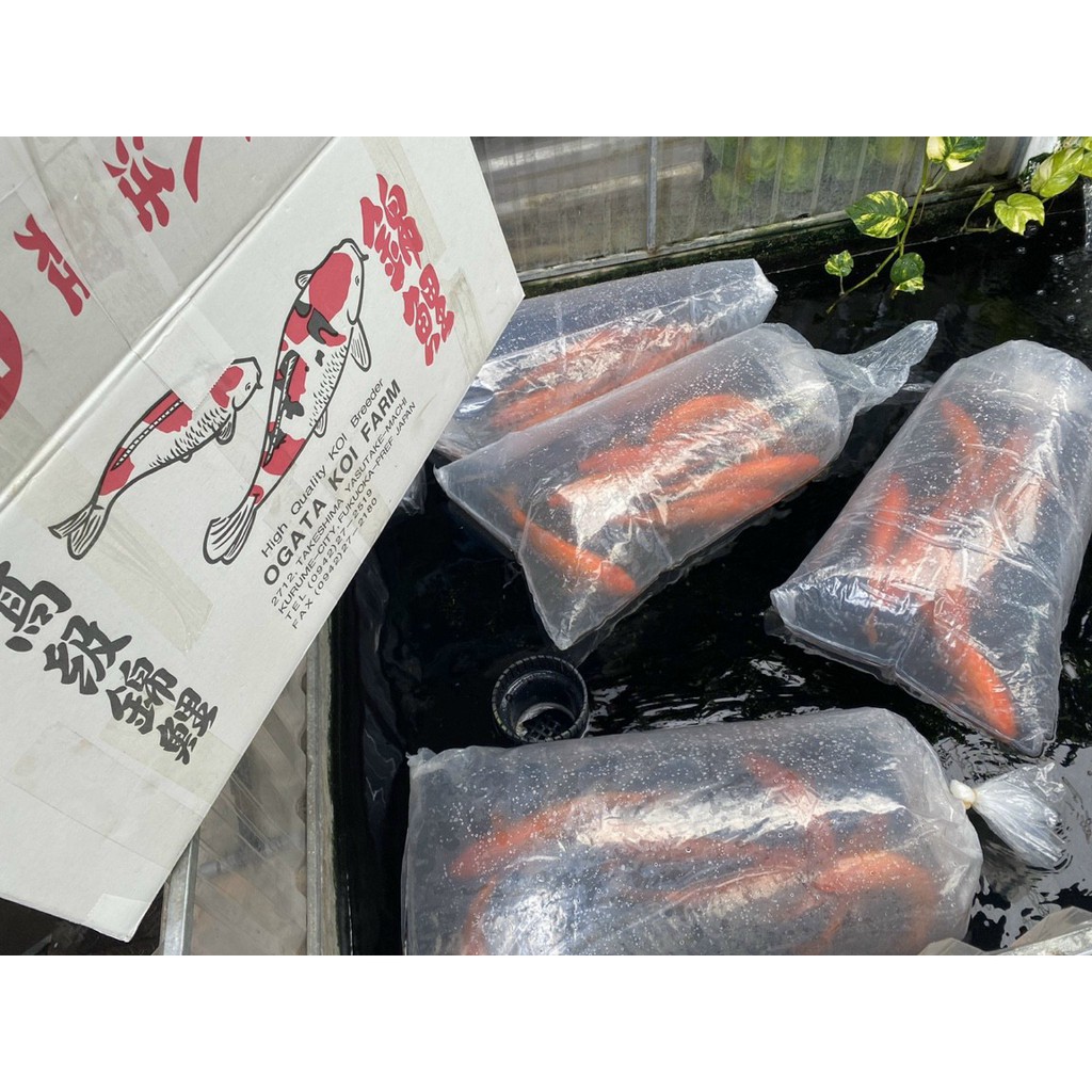 1Kg Túi Nilong Dày Đóng Cá To Kích Thước 130x60cm