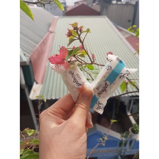 Kẹo Nougat