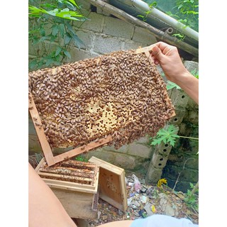 Mật ong hoa cà phê nguyên chất beelinh 1lít nặng 1.4kg - mật nhà măng - ảnh sản phẩm 7