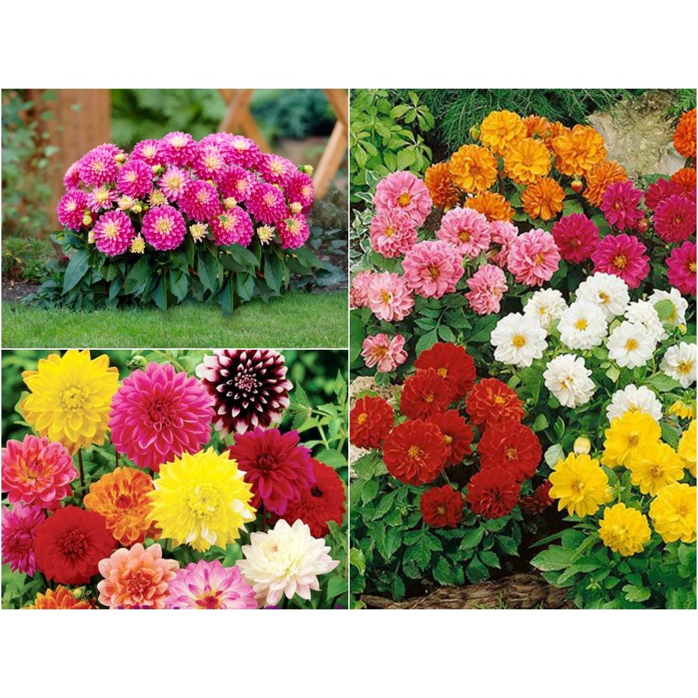 HẠT GIỐNG HOA THƯỢC DƯỢC KÉP
