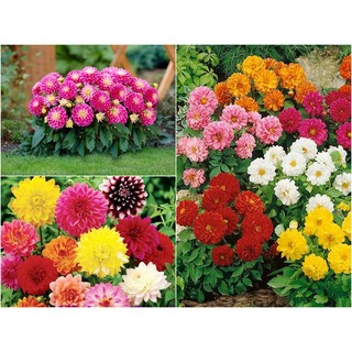 HẠT GIỐNG HOA THƯỢC DƯỢC KÉP