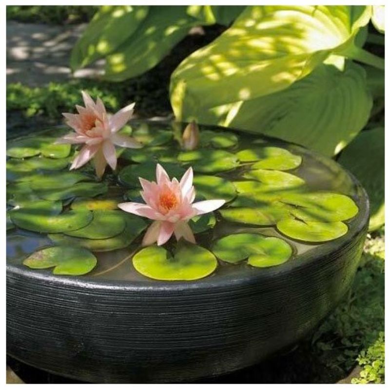 Hạt giống hoa súng mini nhiều màu, đóng gói 5 hạt