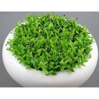 Hạt giống cỏ may mắn