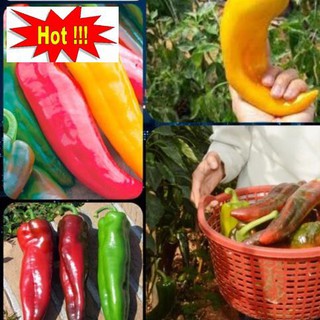 ⚡️ GÓI 50 HẠT ỚT SỪNG BÒ F1⚡️  SIÊU TO SIÊU KHỔNG LỒ