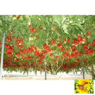 Cà Chua Bạch Tuộc ( Cà chua leo giàn) 30 hạt