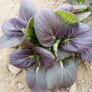 Hạt Giống Cải Chít Đỏ ( Chíp Đỏ ) - 1 gói  300 Hạt