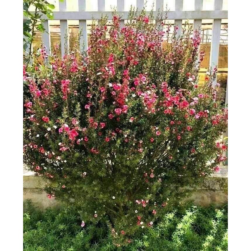 Cây hoa tùng tuyết mai đang nụ