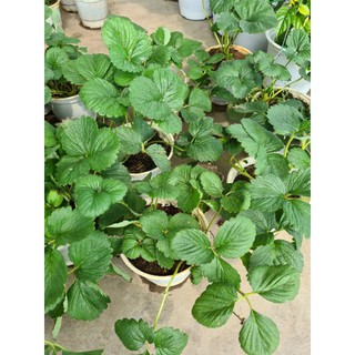 Cây Dâu Tây( chỉ ship niềm nam.tặng kèm phân bón)