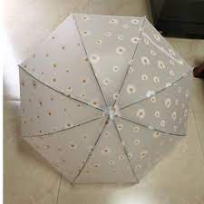 Ô hoa cúc trong suốt chụp ảnh lung linh, ô hoa cúc cán dài