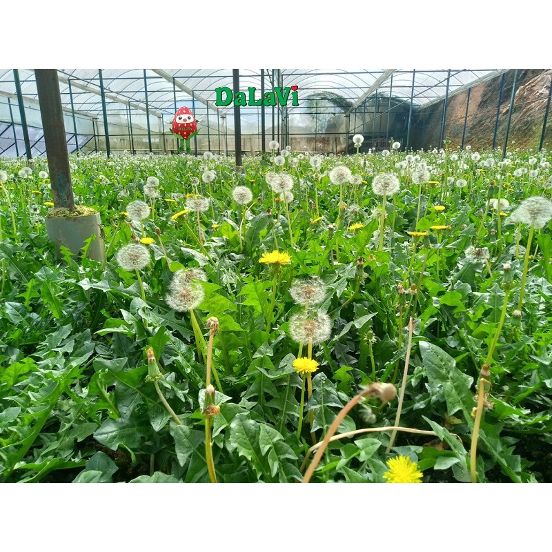 Trà Bồ Công Anh FREESHIP - Hộp 100 túi lọc  - Đặc Sản Đà Lạt | BigBuy360 - bigbuy360.vn