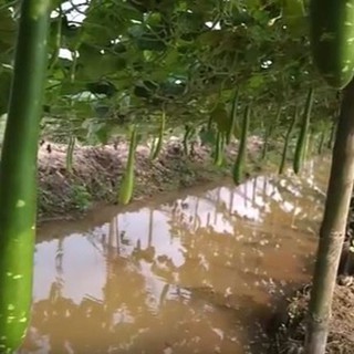 Hạt Giống Bầu Sao Dài
