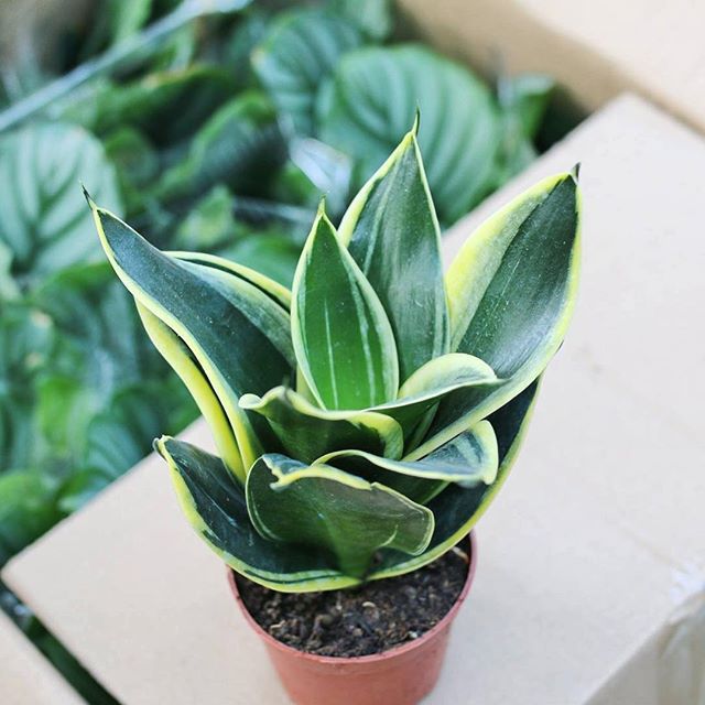 chậu lưỡi hổ thái