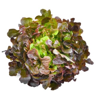 Hạt Giống Xà Lách Oakleaf (Sồi Tím) 2gr