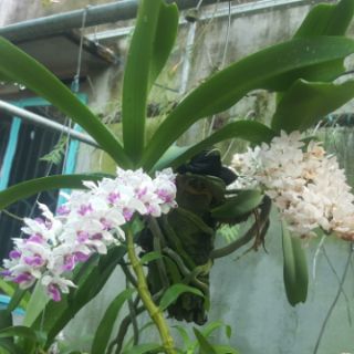 Hoa lan ngọc điểm side trung