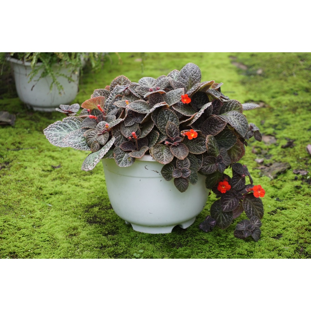 Cây Ấm Kiếm Chậu Treo - Episcia cupreata Hanst