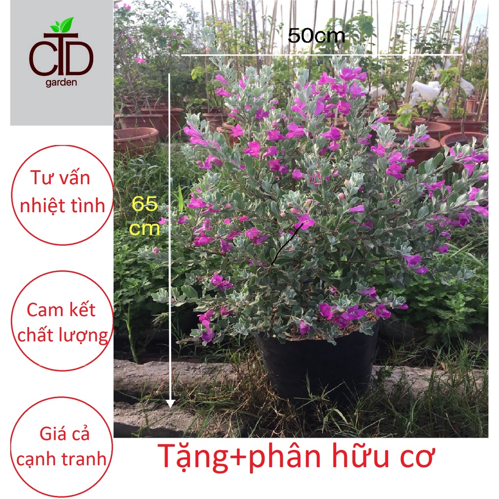 cây tuyết sơn phi hồng,cây cao 60-70cm(ảnh tại vườn).Đang hoa nở rộ.