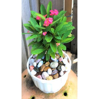 Chậu xương rồng Bát Tiên hoa màu hồng trồng nơi có nhiều nắng