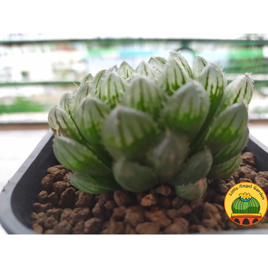 Sen Đá Kim Cương Haworthia 'Emerald LED' | Sen đã thuần, dễ chăm