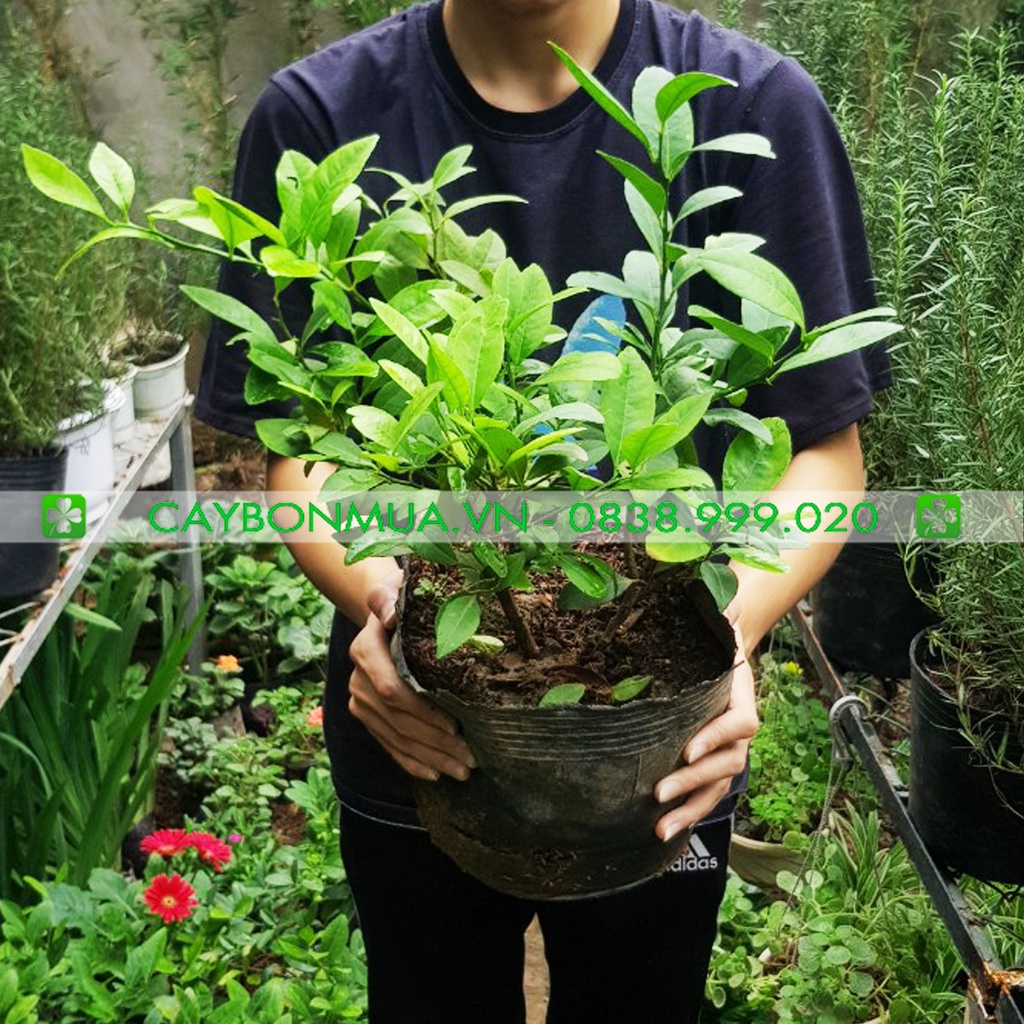 Cây chanh tứ quý cao 30-50cm, cây trong bịch đen đã ổn định