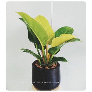 Chậu cây trầu bà đế vương vàng để bàn (đã bao gồm chậu)