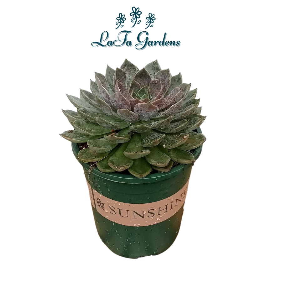 Sen đá Hoa Hồng Tím size lớn, LAFA GARDEN, Cây sen lâu năm, lá to chắc khỏe
