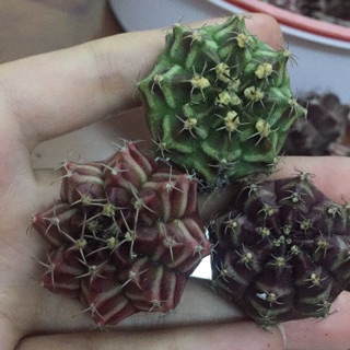 Combo xương rồng và đất chuyên dụng cho xương rồng