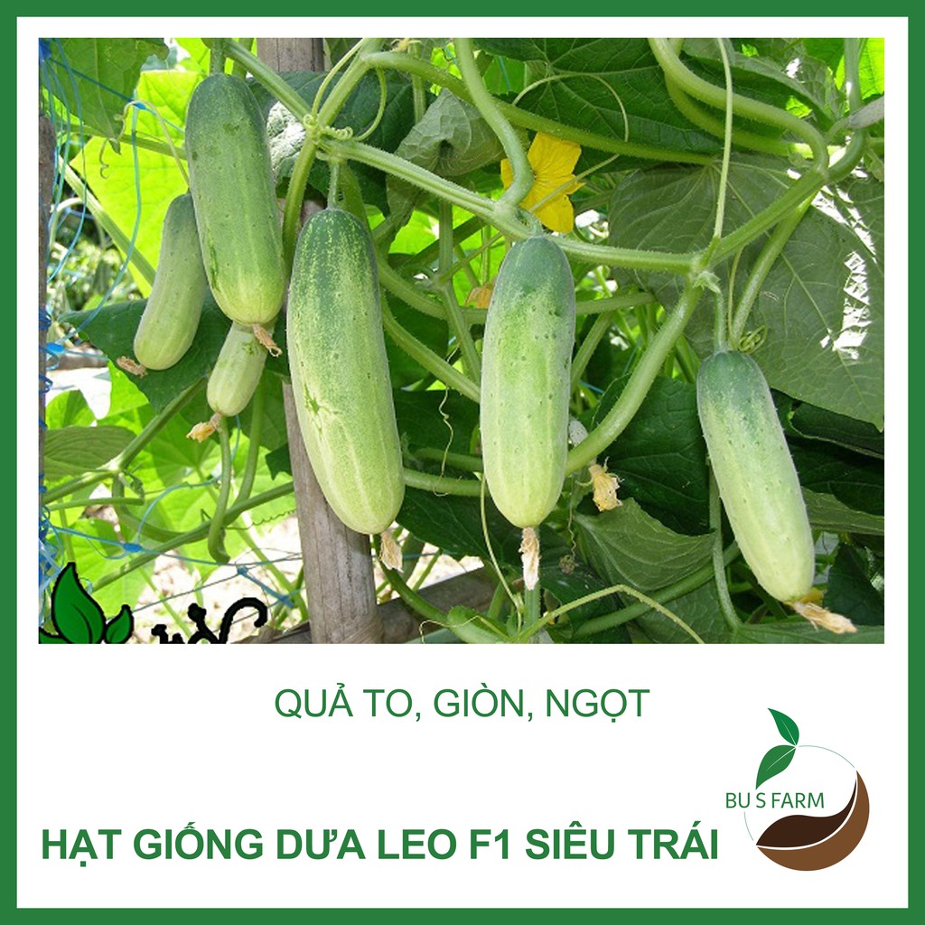 Hạt giống Dưa leo HN F1 cao sản, chịu nhiệt, dễ trồng (1gr)