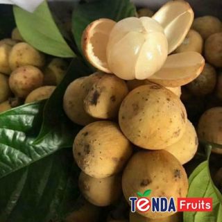 Cây bòn bon thái giống ,quả siêu ngọt , siêu ngon