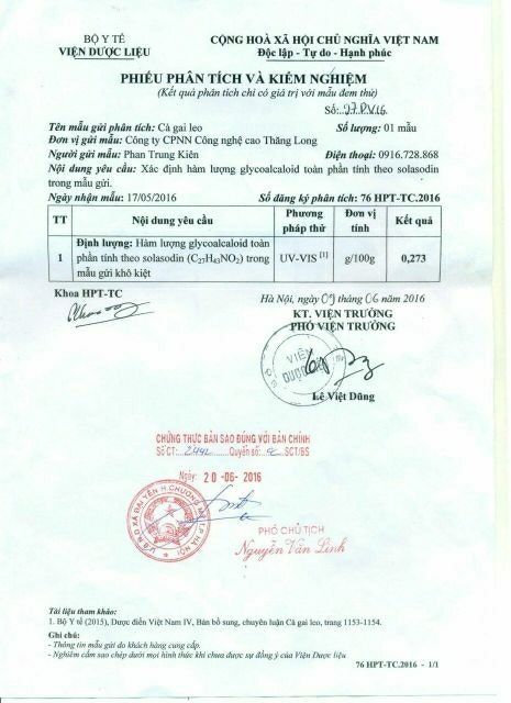 1kg trà túi lọc Cà Gai Leo Sadu - mát gan, giải độc gan