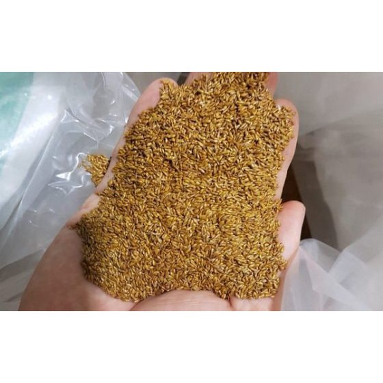 GÓI 50 HẠT GIỐNG CỎ NHUNG NHẬT luckyseed hạt siêu rẻ