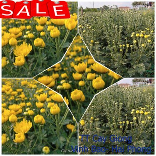 cây 10 nụ hoa cúc vàng cả gốc rễ ✅ Vườn hoa giống VBHP