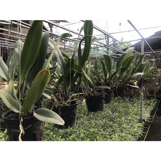 Cattleya Cây Trưởng Thành