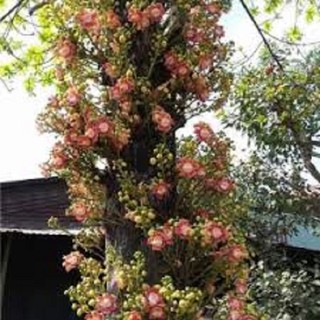 CÂY SALA ( CÂY NGỌC KỲ LÂN , CÂY ĐẦU LÂN ) GIỐNG