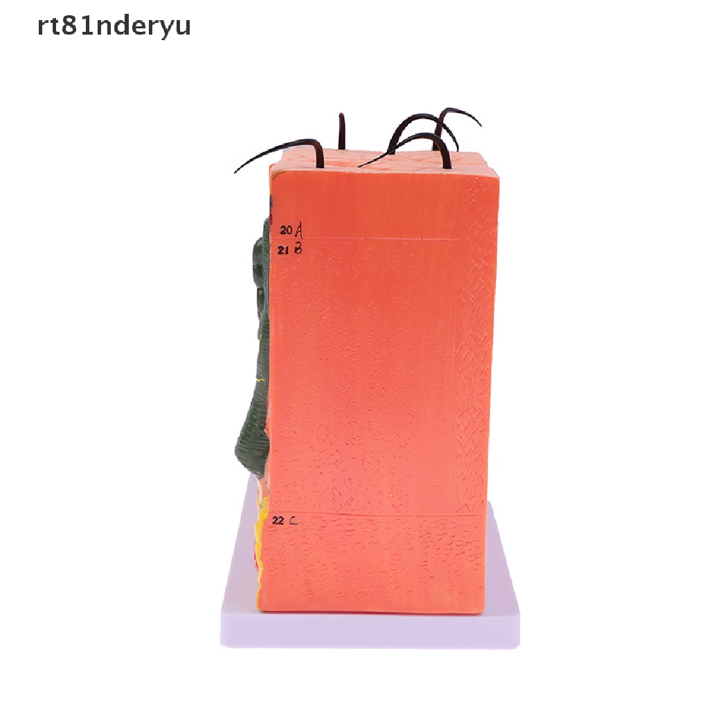 Mô Hình Cấu Trúc Da Giải Phẫu Cơ Thể Người rt81nderyu 35 / 50 Giờ