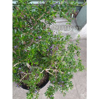 CÂY LINH SAM -CAO TỪ  20-35 CM