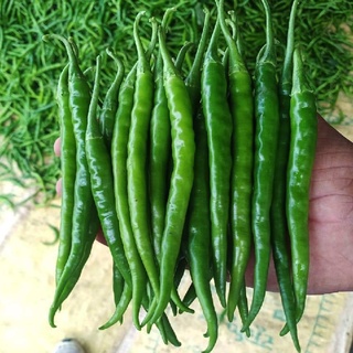 [Seeds] Hạt giống Ớt ngọt trái dài RD539, đóng gói 0.5gr