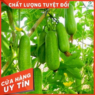 🥒HẠT GIỐNG BÍ ĐAO CHANH_15 HẠT🥒