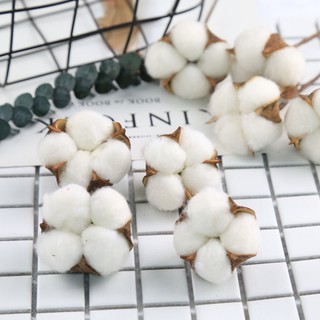Cành Hoa Bông Gòn Trang Trí Handmade, Hoa bông gòn khô decor