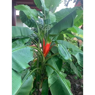 cây giống chuối cảnh