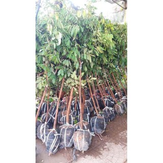 Cây nhãn siêu ngọt siêu trái chất lượng cao , cây đẹp, giống chuẩn
